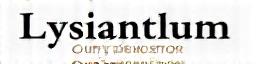 Logo Lysianthum Création